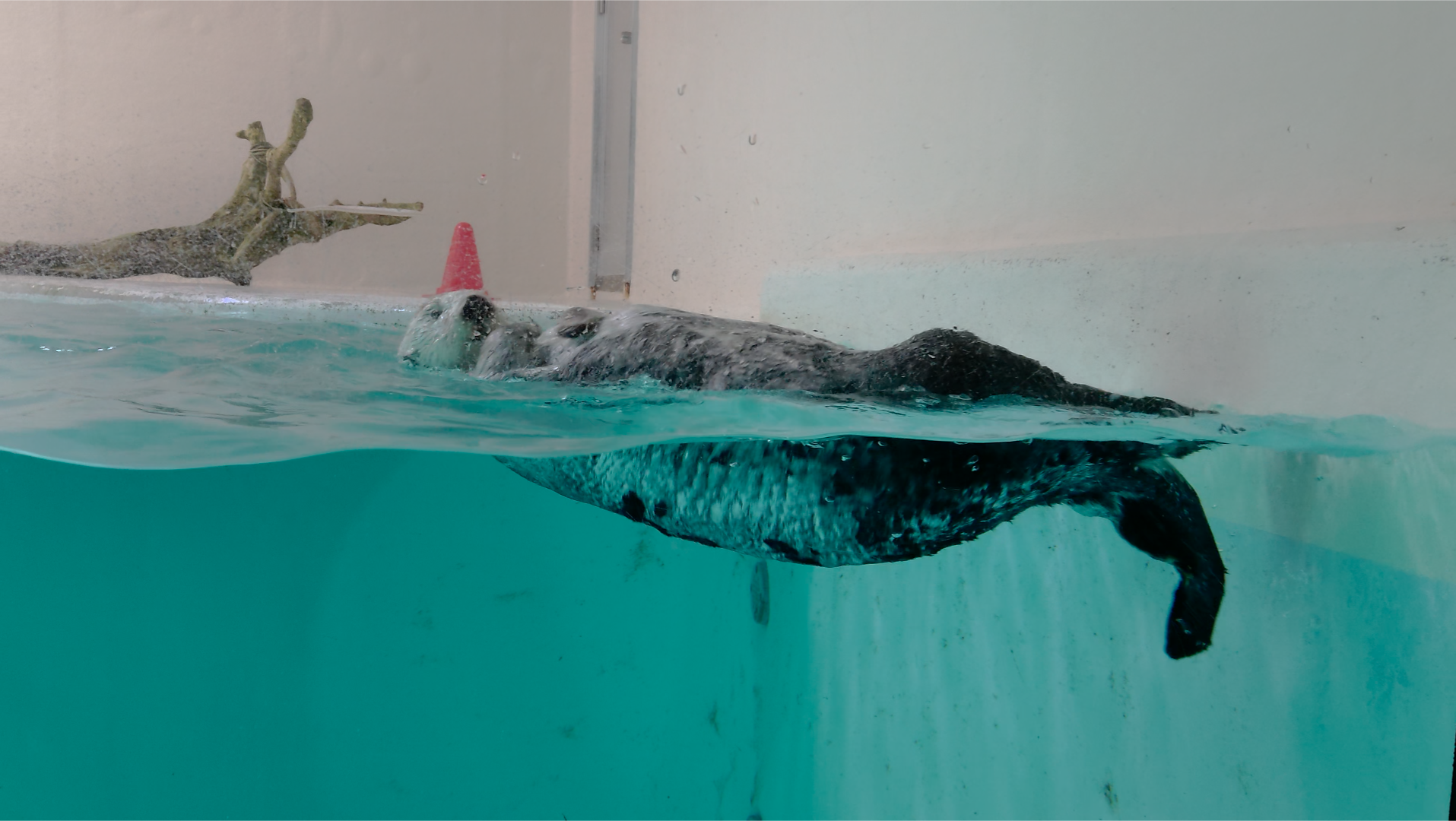 鳥羽水族館のラッコ