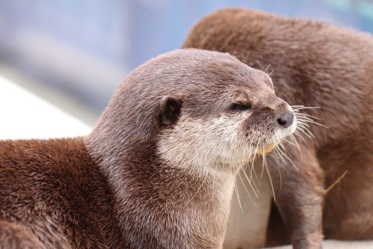 コツメカワウソ
